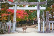 回稻香村的温馨之旅