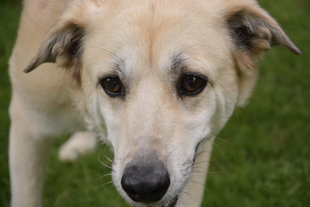 柯基警犬福仔转正了